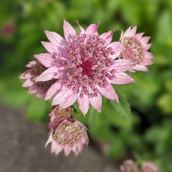 Astrantia major 'Roma' ®