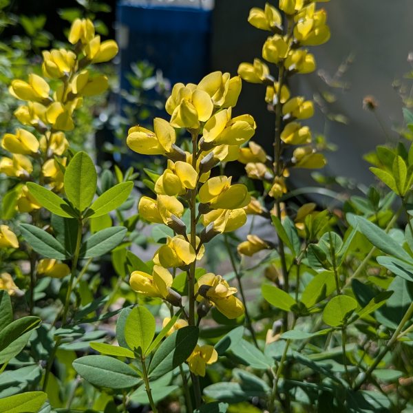 Baptisia Hybr. 'Lemon Meringue' ® P2