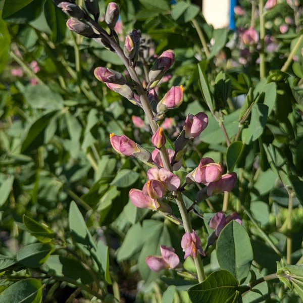 Baptisia Hybr. 'Pink Truffles' ® P2