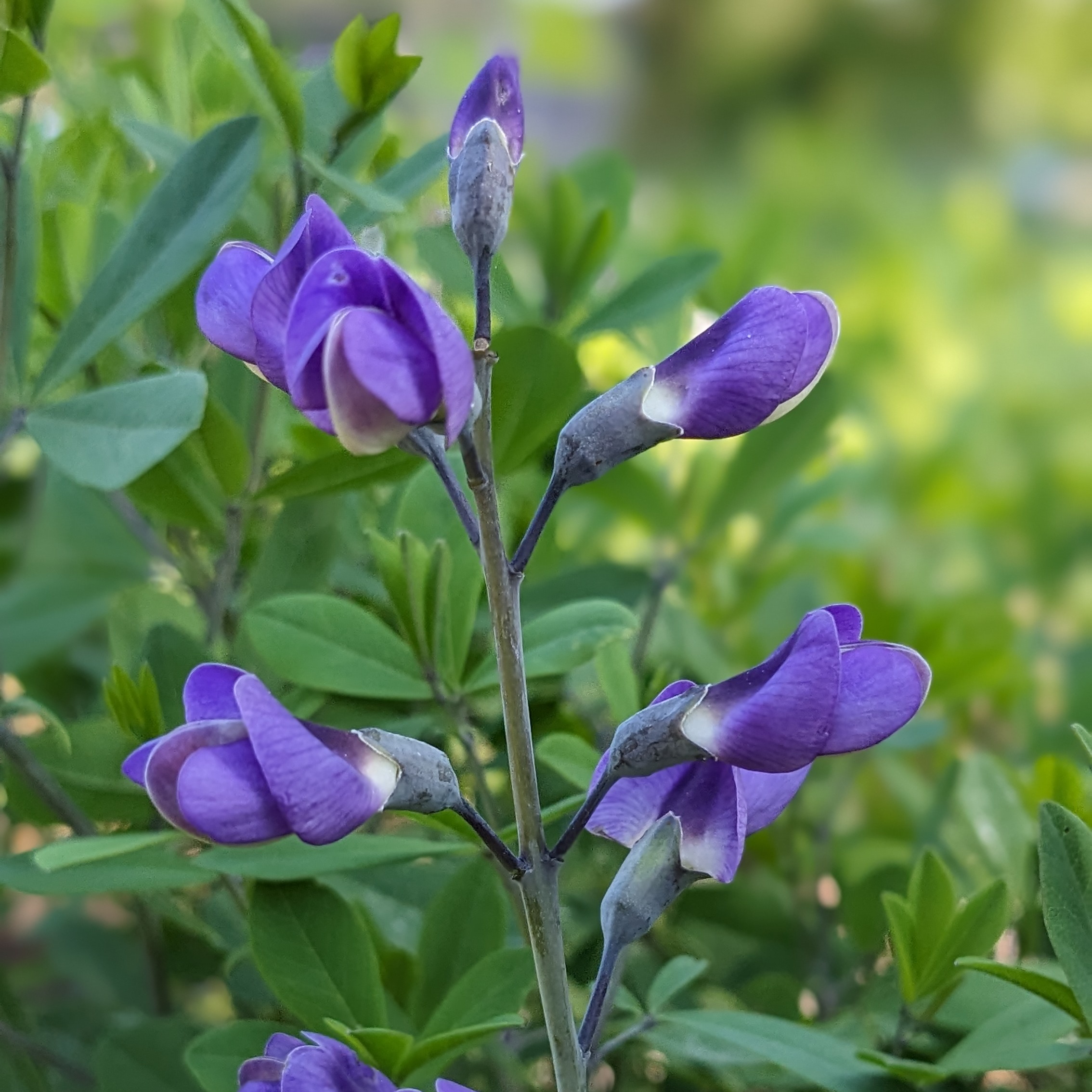 Baptisia Hybr. 'Purple Smoke' P2
