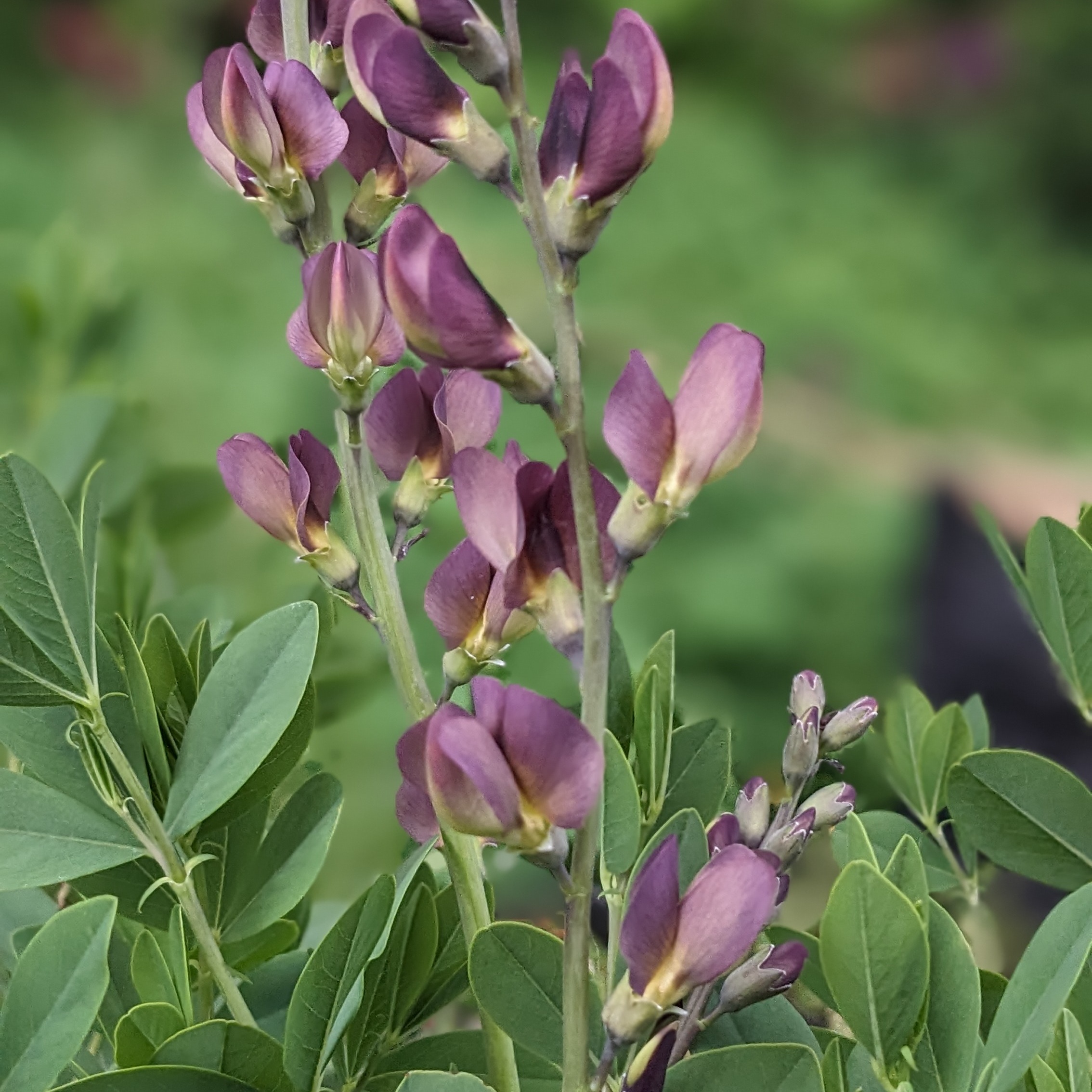 Baptisia Hybr. 'Twilite Prairieblues' ® P2