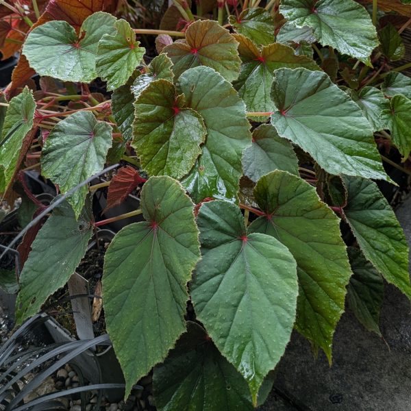 Begonia grandis 'Sapphoro'