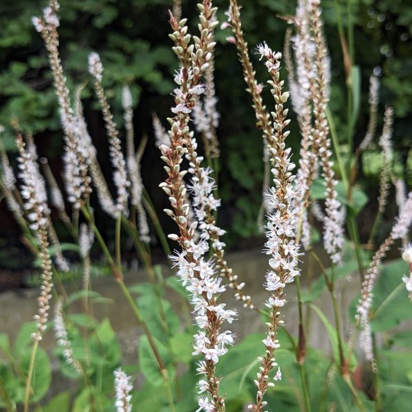 Bistorta amplexicaulis 'Alba'