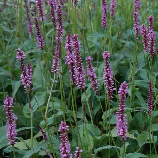 Bistorta amplexicaulis 'Ample Pink'