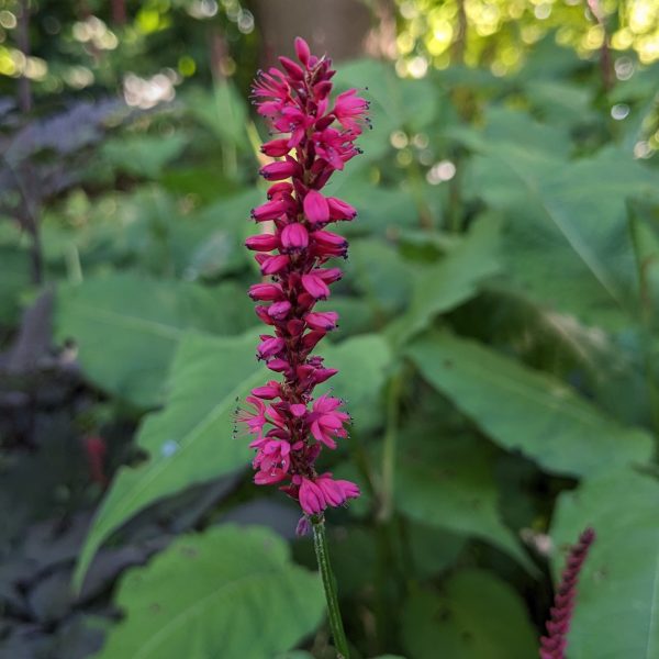 Bistorta amplexicaulis 'Firetail'
