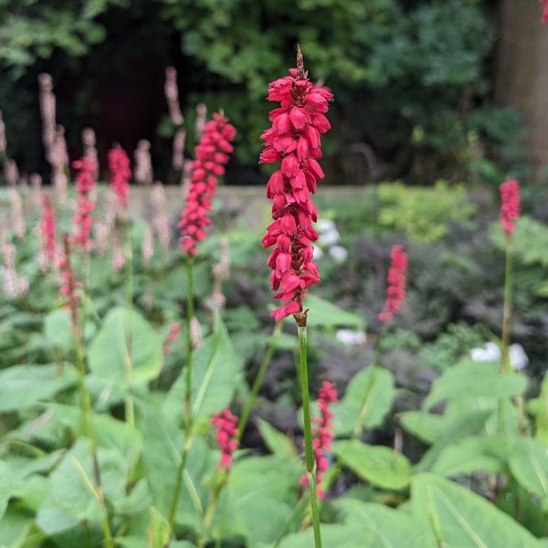 Bistorta amplexicaulis 'JS Caliente'