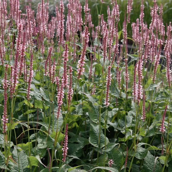 Bistorta amplexicaulis 'Rosea'