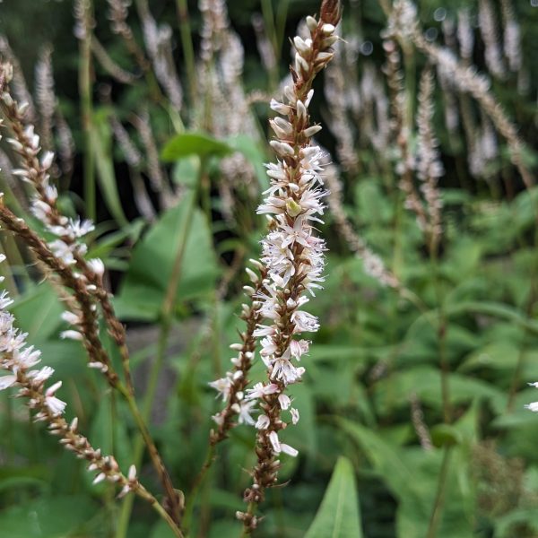 Bistorta amplexicaulis 'White Eastfield'