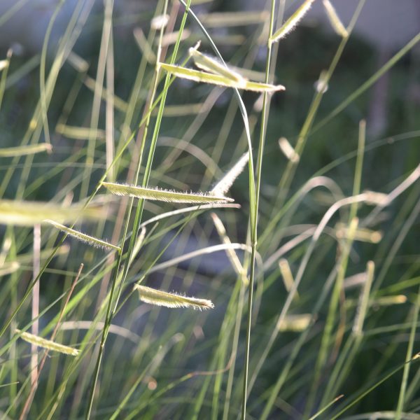 Bouteloua gracilis 'Blonde Ambition'