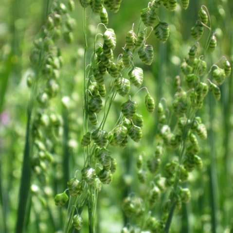 Briza media 'Limouzi'