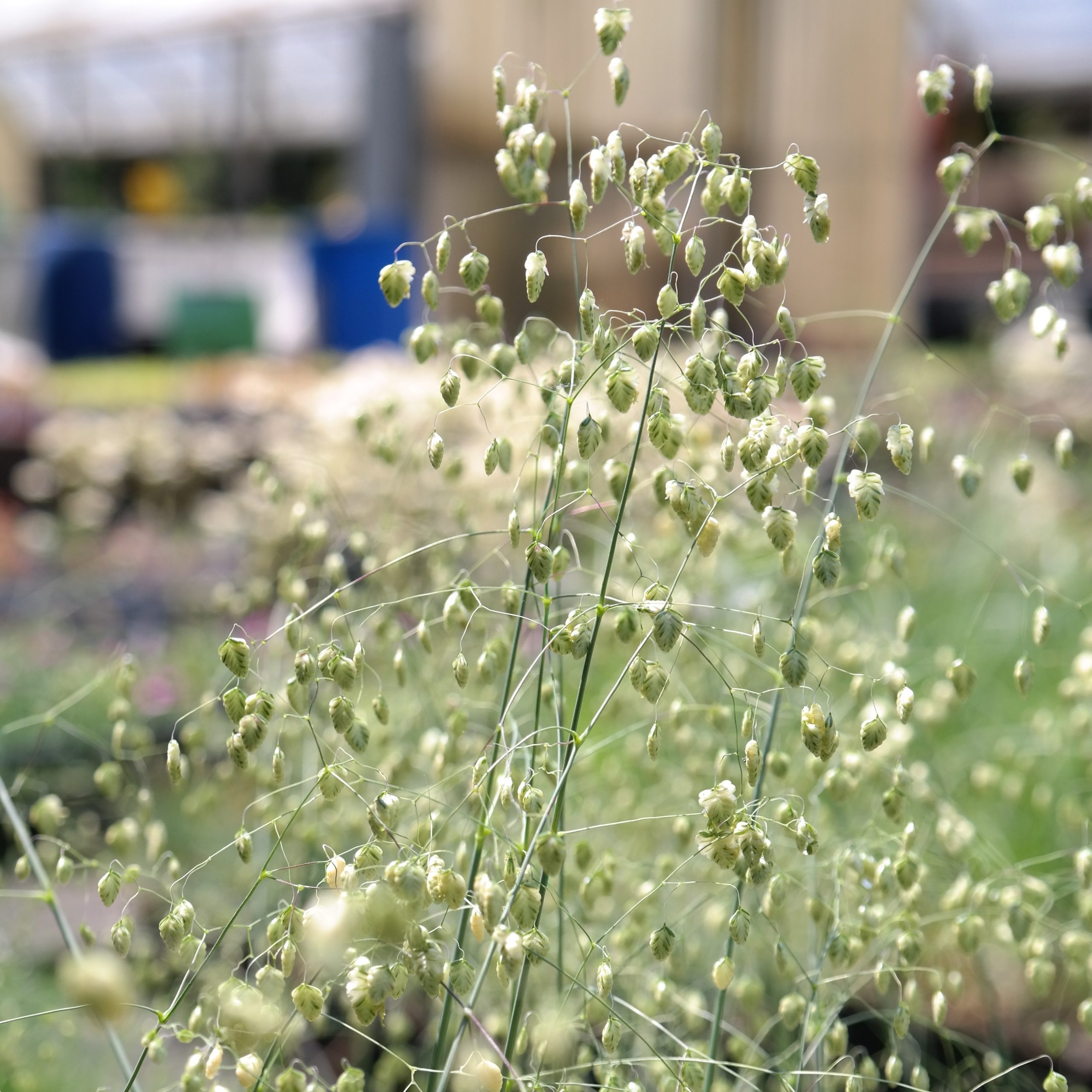 Briza media 'Zitterzebra'