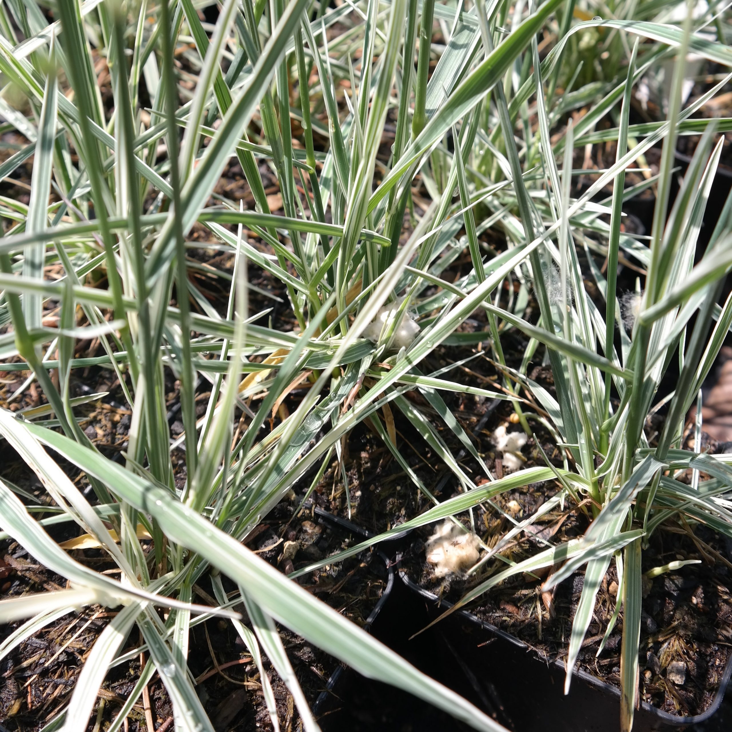 Briza media 'Zitterzebra' – Bild 2