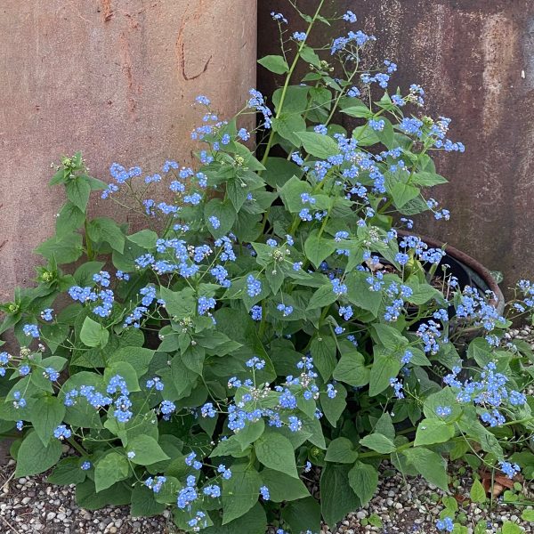 Brunnera macrophylla