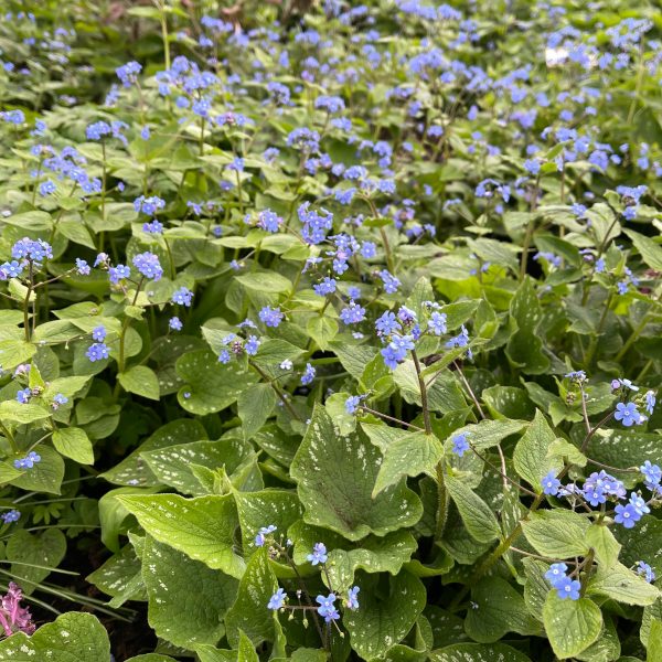Brunnera macrophylla 'Langtrees'