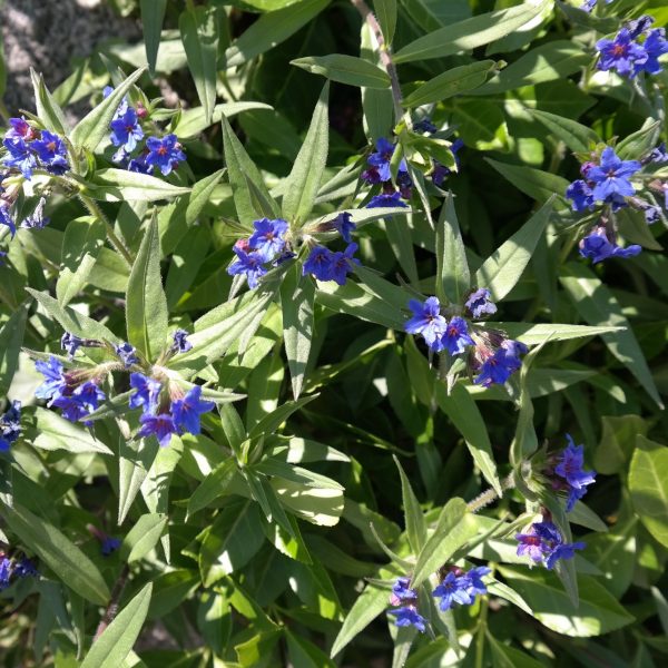 Buglossoides purpurocaerulea
