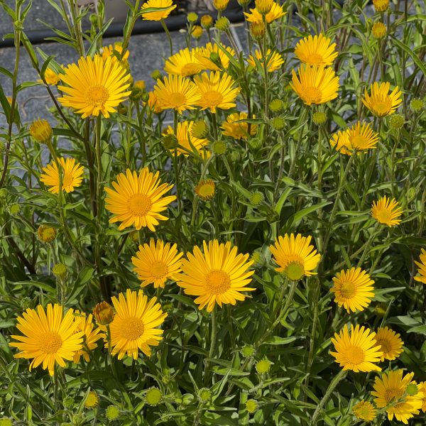 Buphthalmum salicifolium
