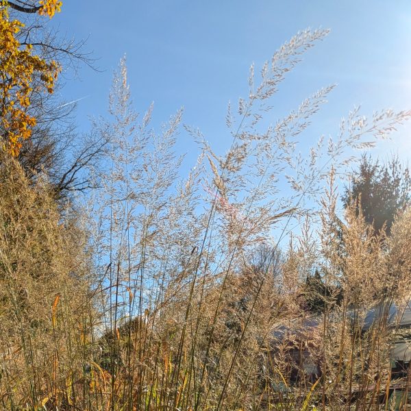 Calamagrostis arundinacea 'Mona'