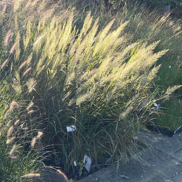 Calamagrostis brachytricha