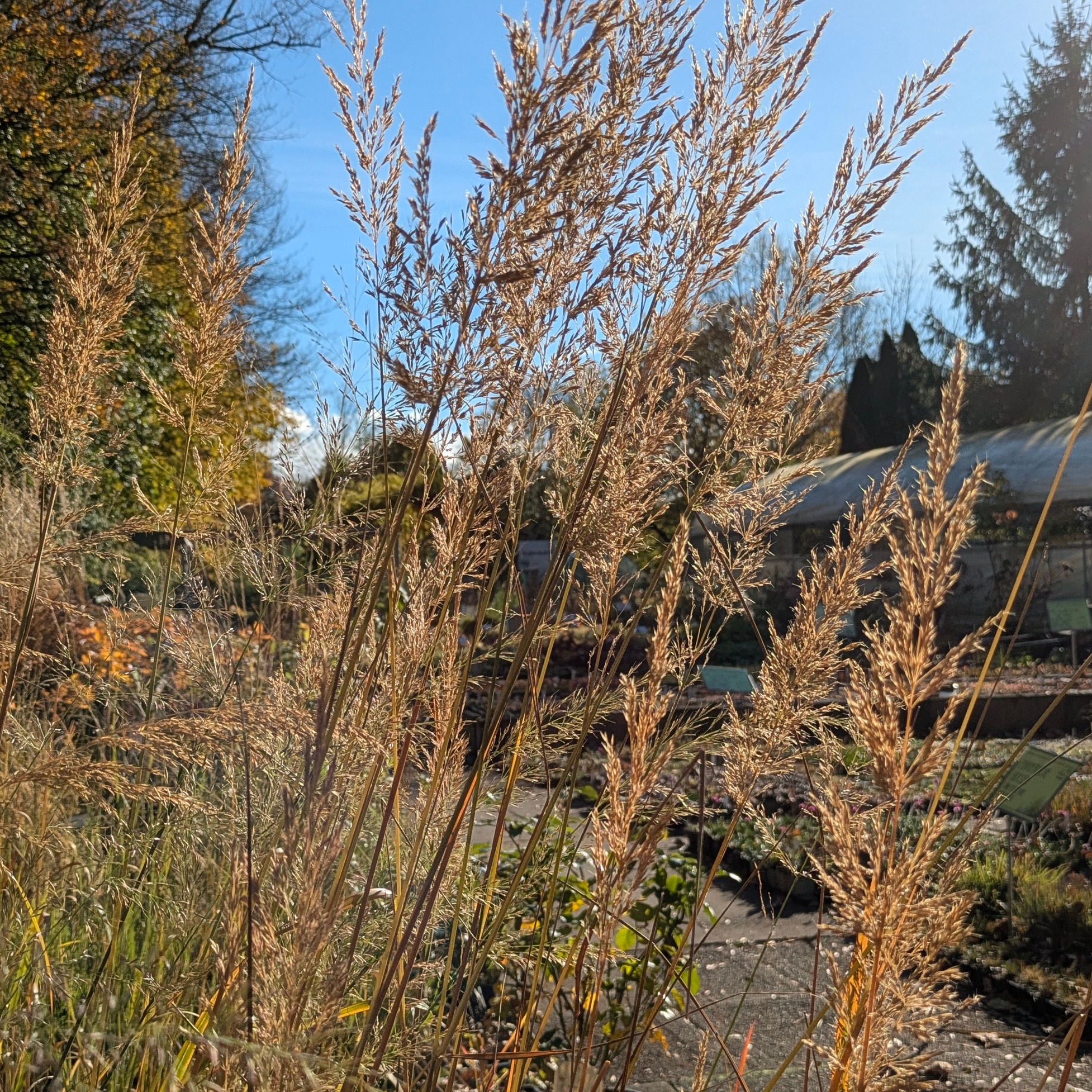 Calamagrostis brachytricha – Bild 2