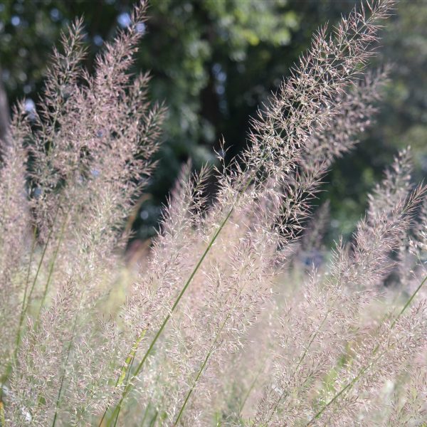 Calamagrostis brachytricha
