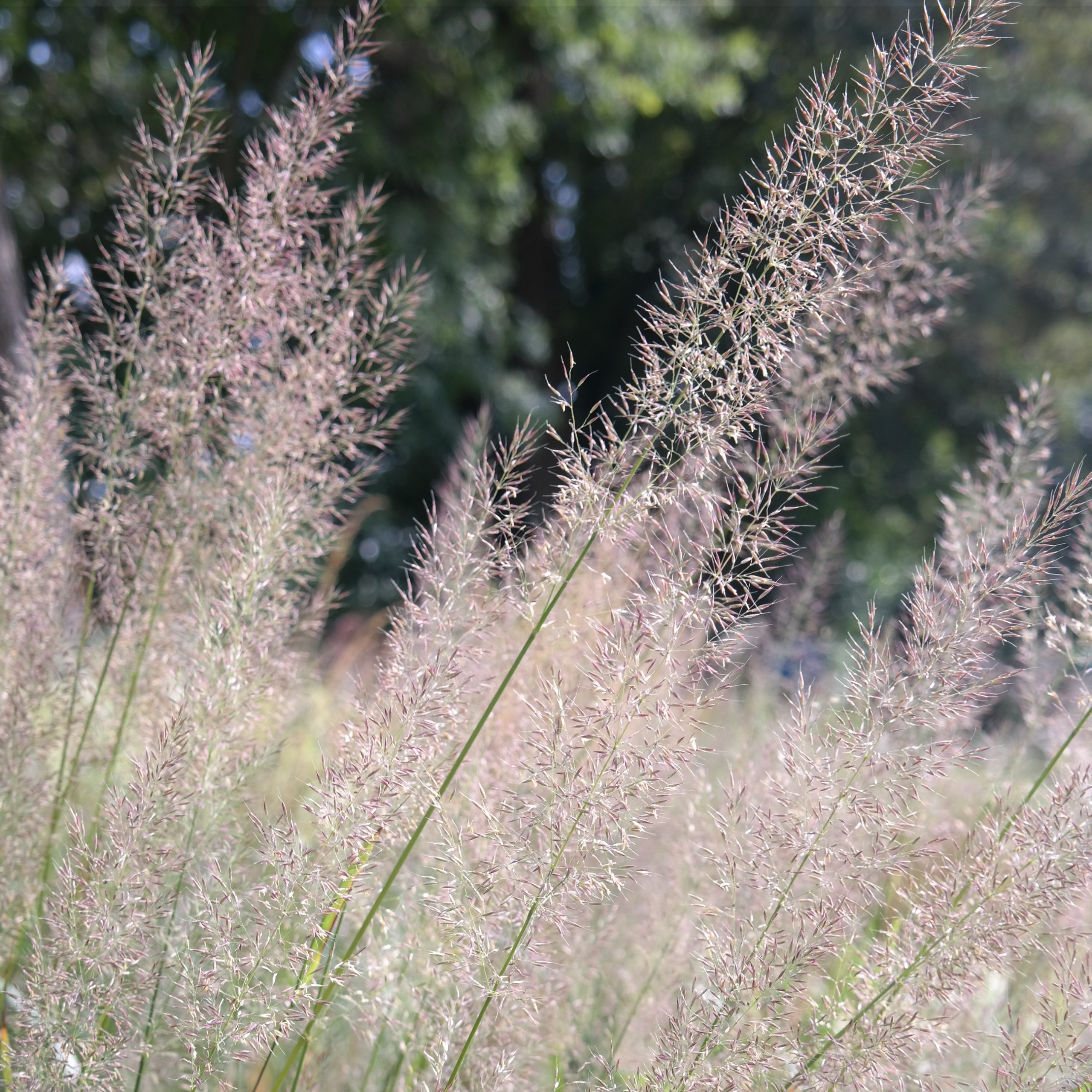 Calamagrostis brachytricha