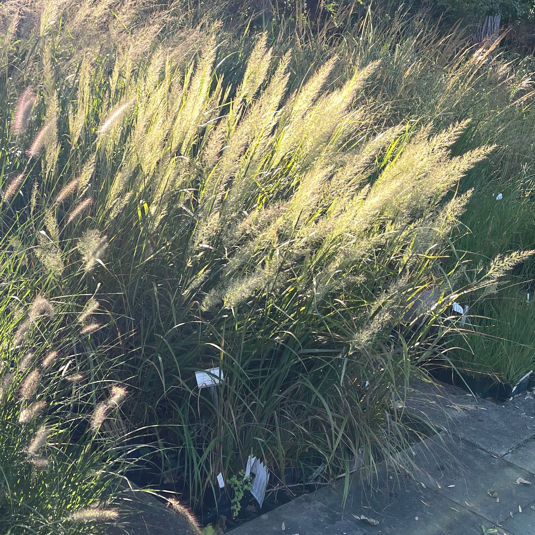 Calamagrostis brachytricha