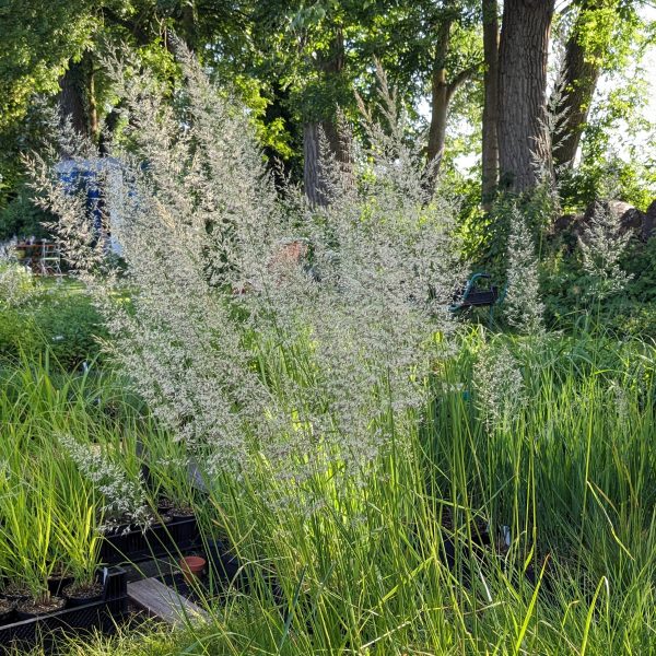 Calamagrostis x acutiflora 'Waldenbuch'