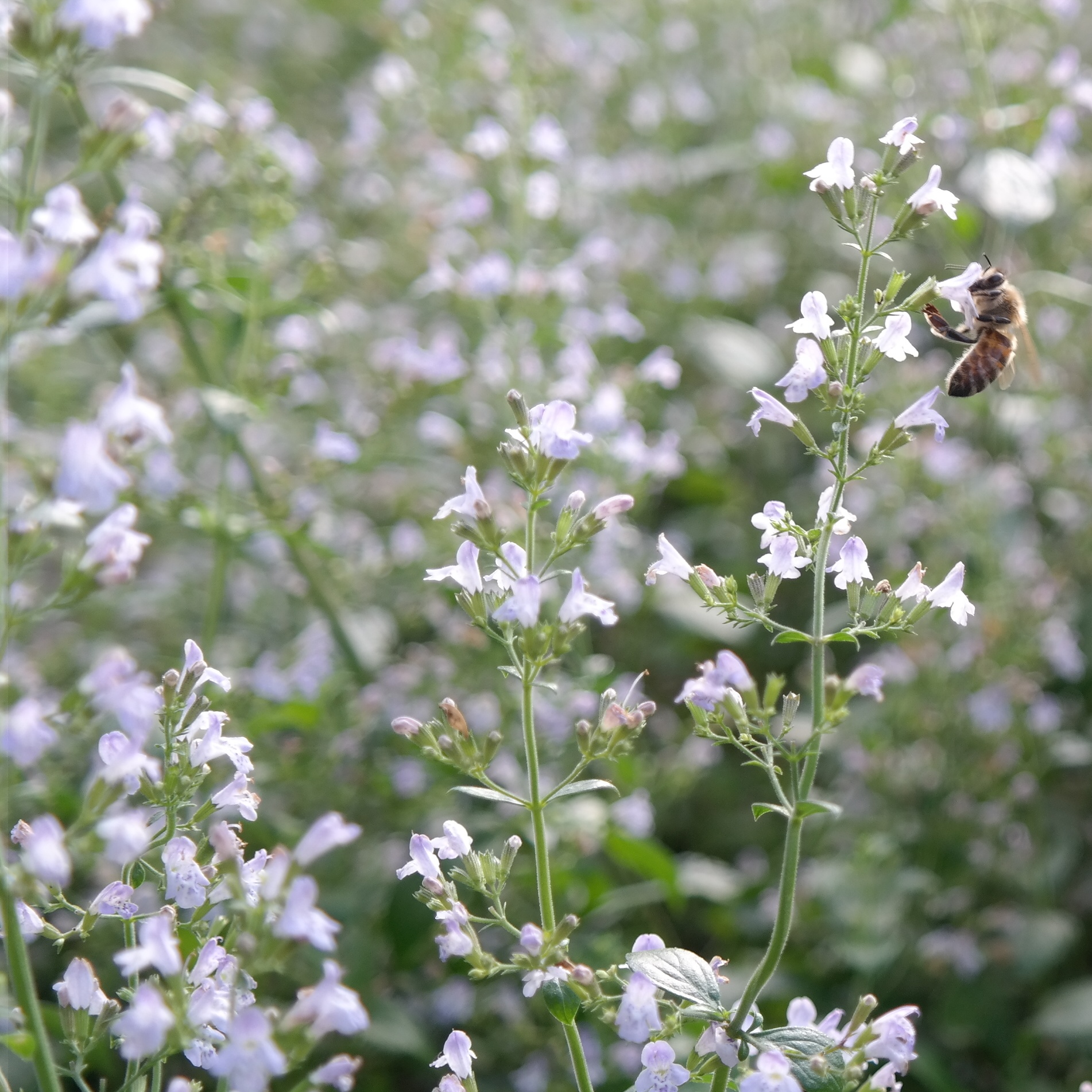 Calamintha nepeta 'Triumphator'