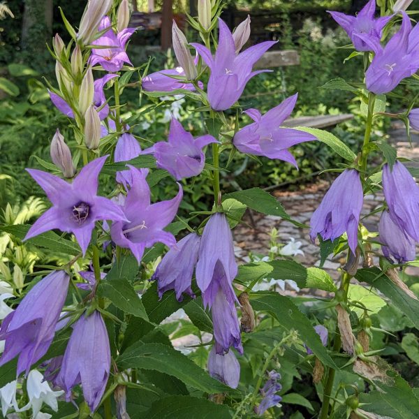 Campanula latifolia var. macrantha