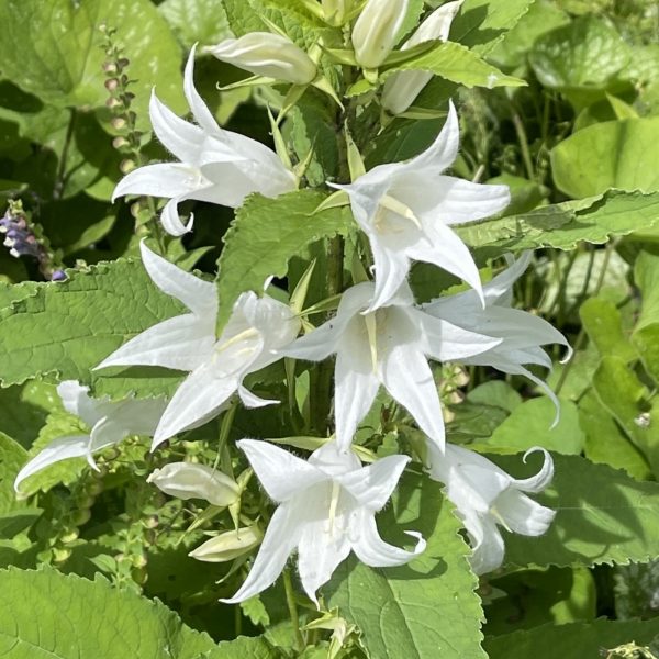 Campanula latifolia var. macrantha 'Alba'