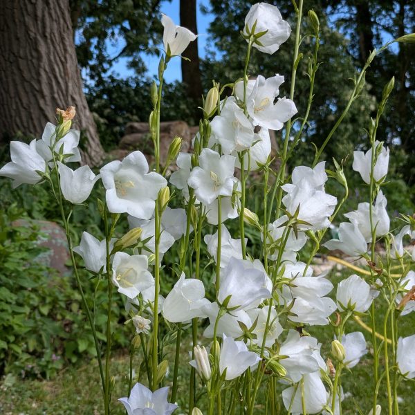 Campanula persicifolia 'Grandiflora Alba'