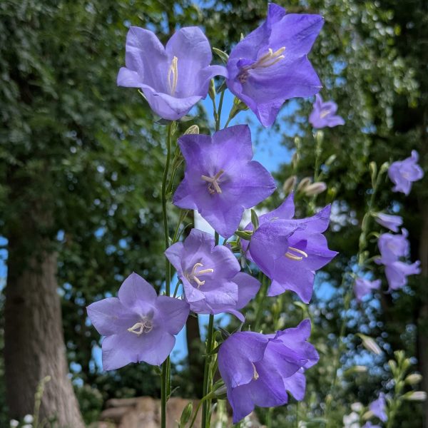Campanula persicifolia 'Grandiflora Caerulea'