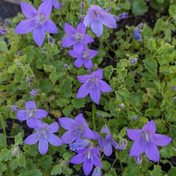 Campanula portenschlagiana