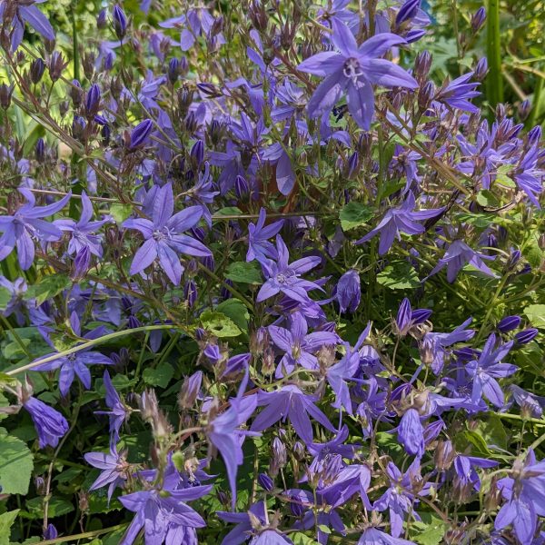 Campanula poscharskyana
