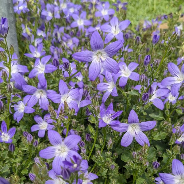Campanula poscharskyana 'Blue Gown'