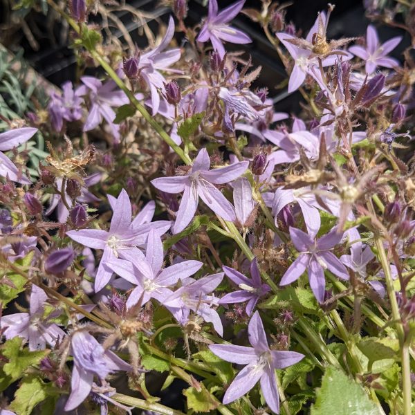 Campanula poscharskyana 'Lisduggan'