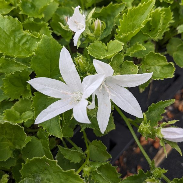 Campanula poscharskyana 'Silberregen'