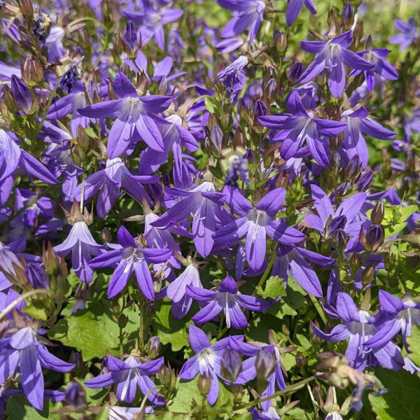 Campanula poscharskyana 'Stella'
