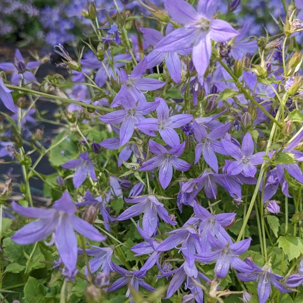 Campanula poscharskyana 'Templiner Teppich'