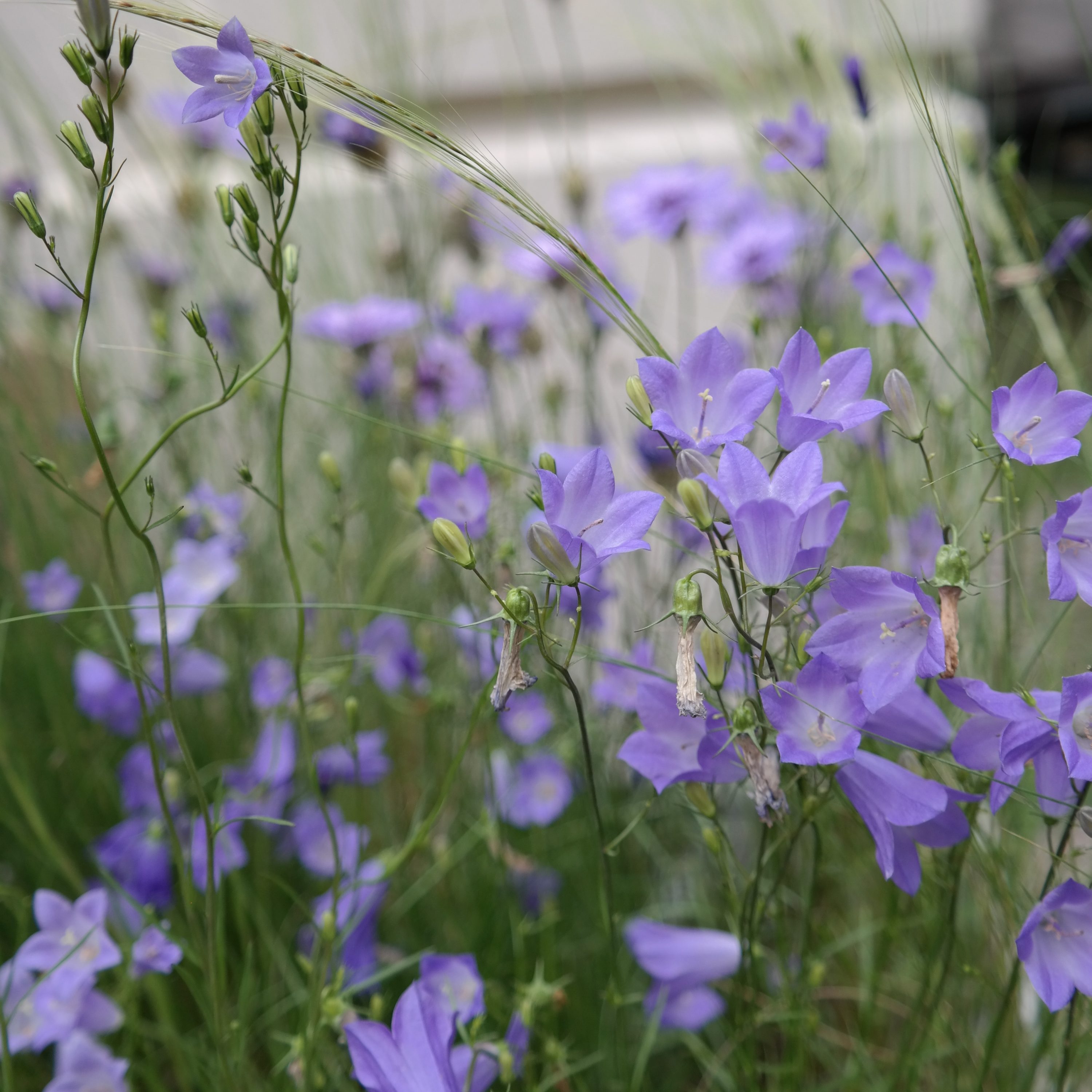 Campanula rotundifolia