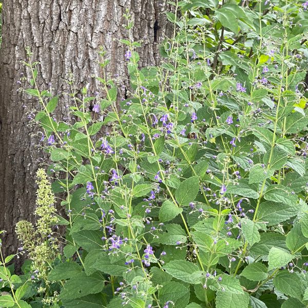 Caryopteris (Tripora) divaricata