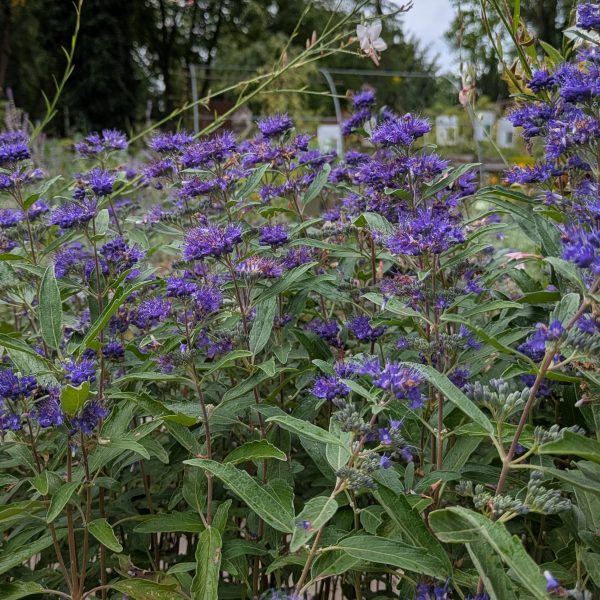 Caryopteris x clandonensis 'Dunkle Selektion'