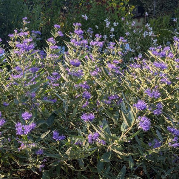 Caryopteris x clandonensis 'Heavenly Blue'