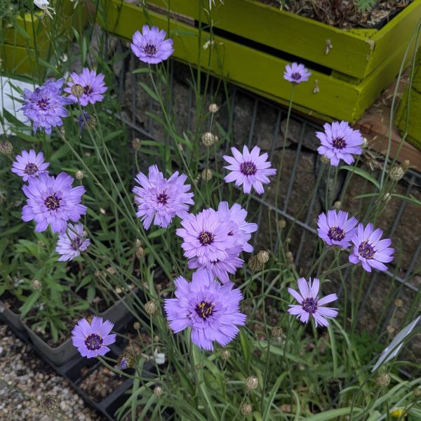 Catananche caerulea