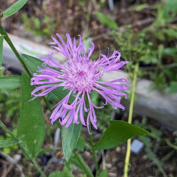 Centaurea jacea