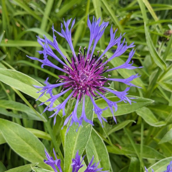 Centaurea montana