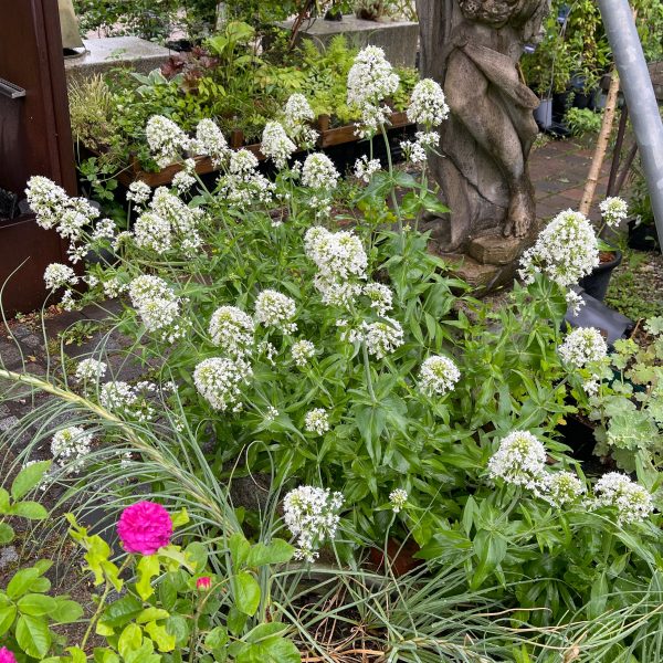 Centranthus ruber 'Albus'