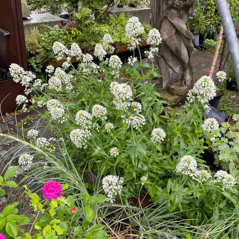 Centranthus ruber 'Albus'