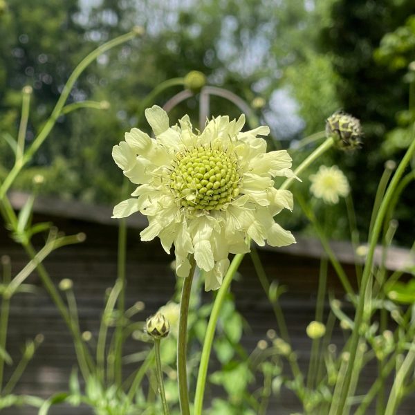 Cephalaria gigantea