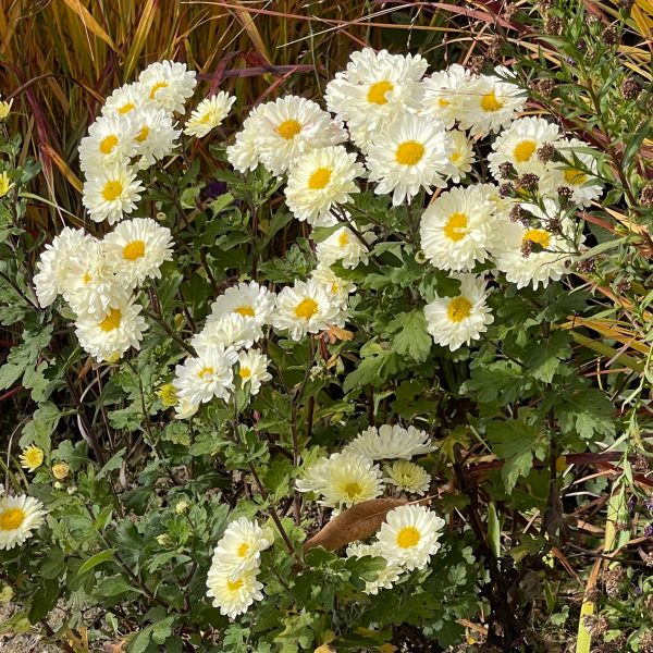 Chrysanthemum x hort. 'Poesie'